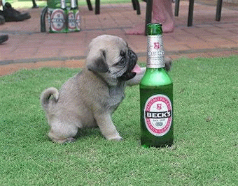 喝啤酒解暑